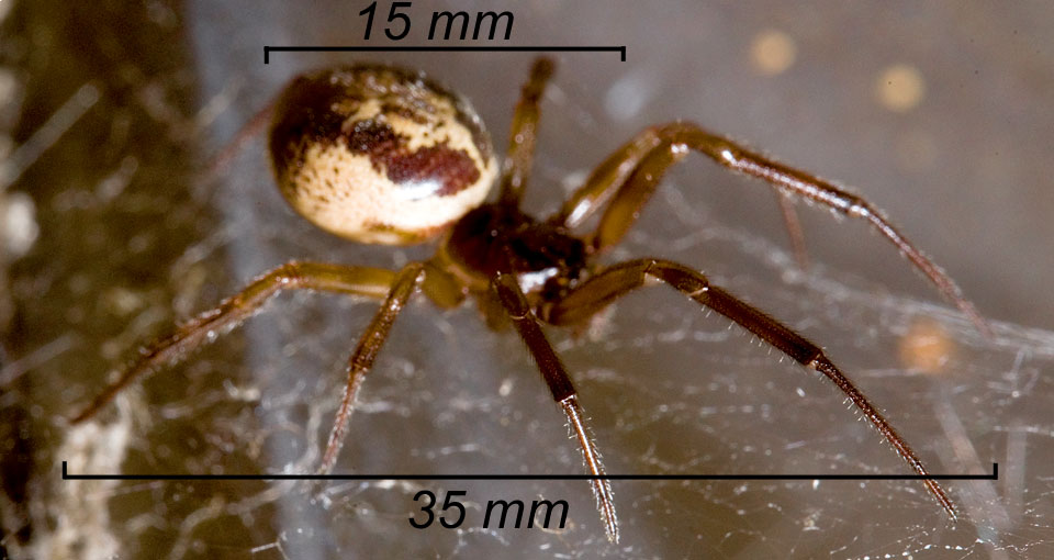 How to Identify a False Widow Spider | The False Widow Spider