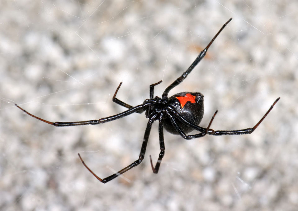 black widow spiders in texas